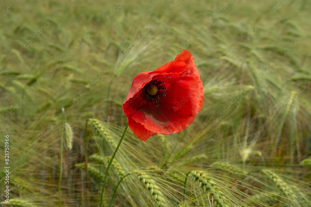 Poppy Papaver