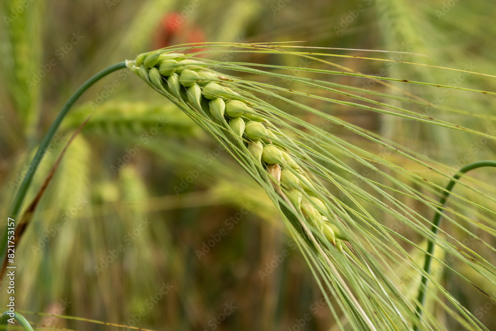 Triticum Wheat
