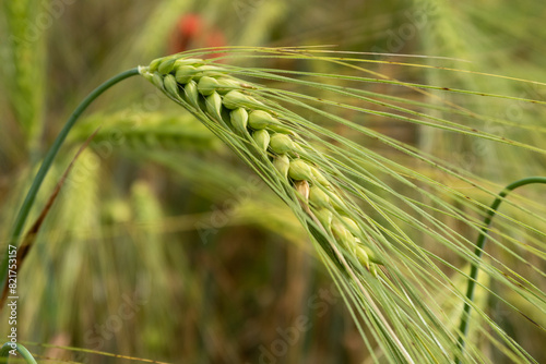 Obraz na płótnie Triticum Wheat w salonie