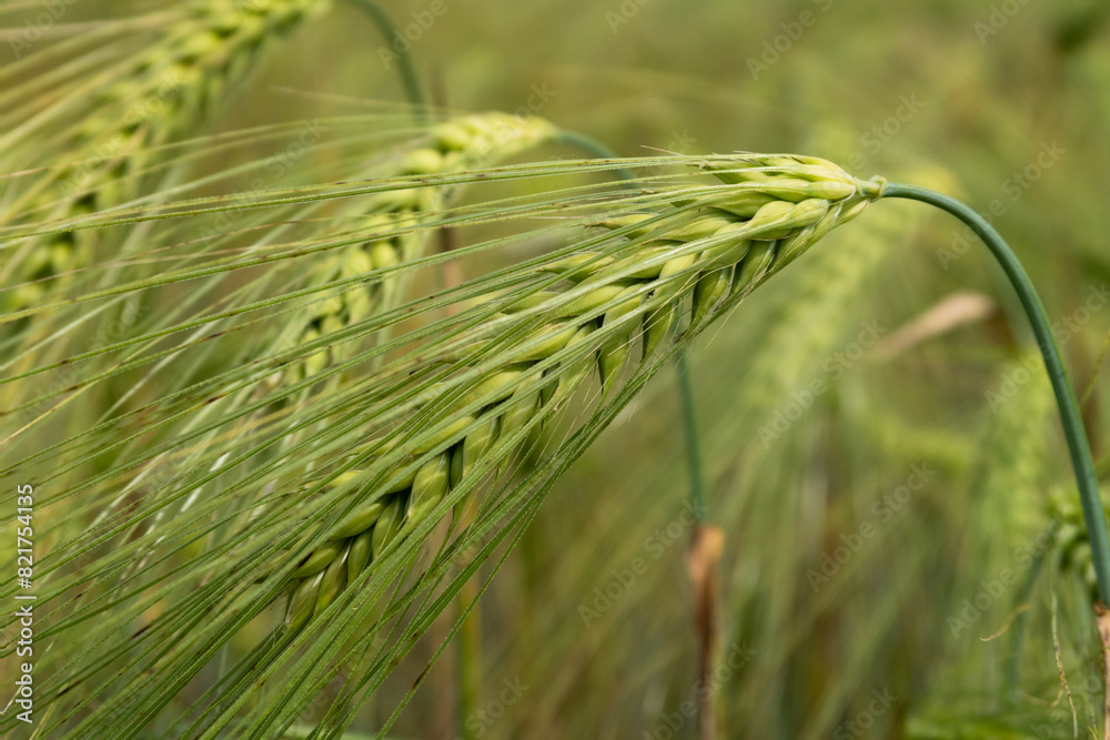 Triticum Wheat