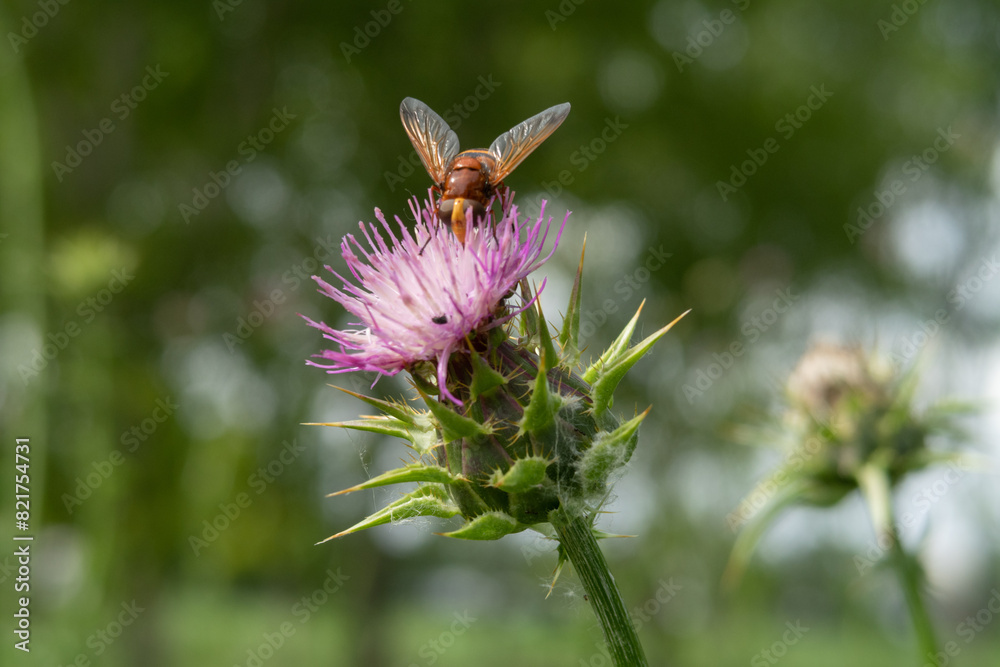 Silybum marianum Milk Thistle
