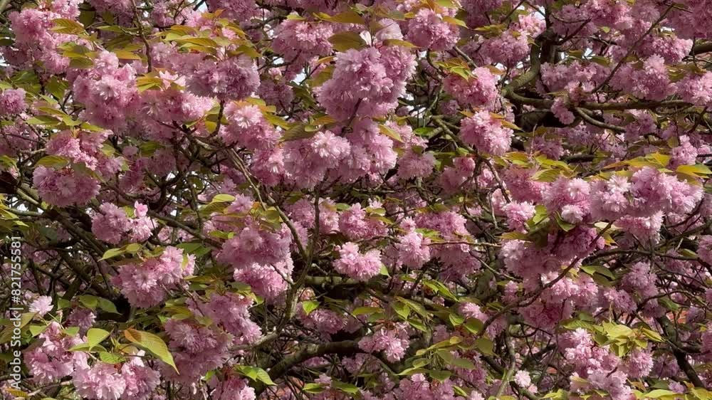 Cherry blossoms in spring. Pink flowers slowly swayed by wind, slow motion. Cherry branch with flowers in spring bloom. Blooming sakura with pink flowers in the park. Cherry blossoms in spring. Pink flowers slowly swayed by wind, slow motion. Cherry branch with flowers in spring bloom. Blooming sakura with pink flowers in the park.