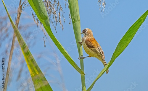 Eurasian Penduline Tit (Remiz pendulinus) lives near freshwater where Willow trees are found. It is seen in suitable habitats in Asia and Europe.