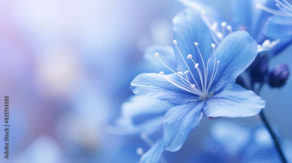 a blue flower, with the petals in full bloom. a blue flower, with the petals in full bloom.