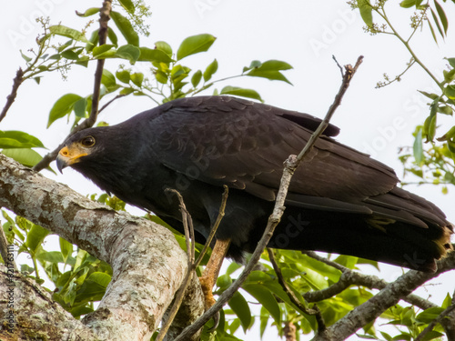 Common Black Hawk Buteogallus anthracinus in Costa Rica photo