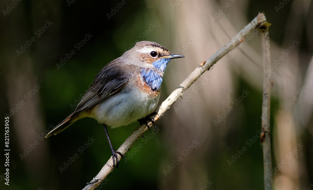 Fototapeta premium robin on a branch