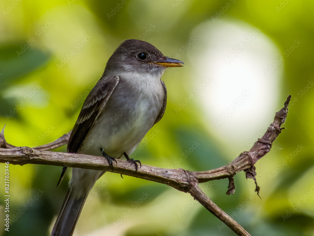 Fototapeta premium Northern Tropical Pewee Contopus bogotensis in Costa Rica