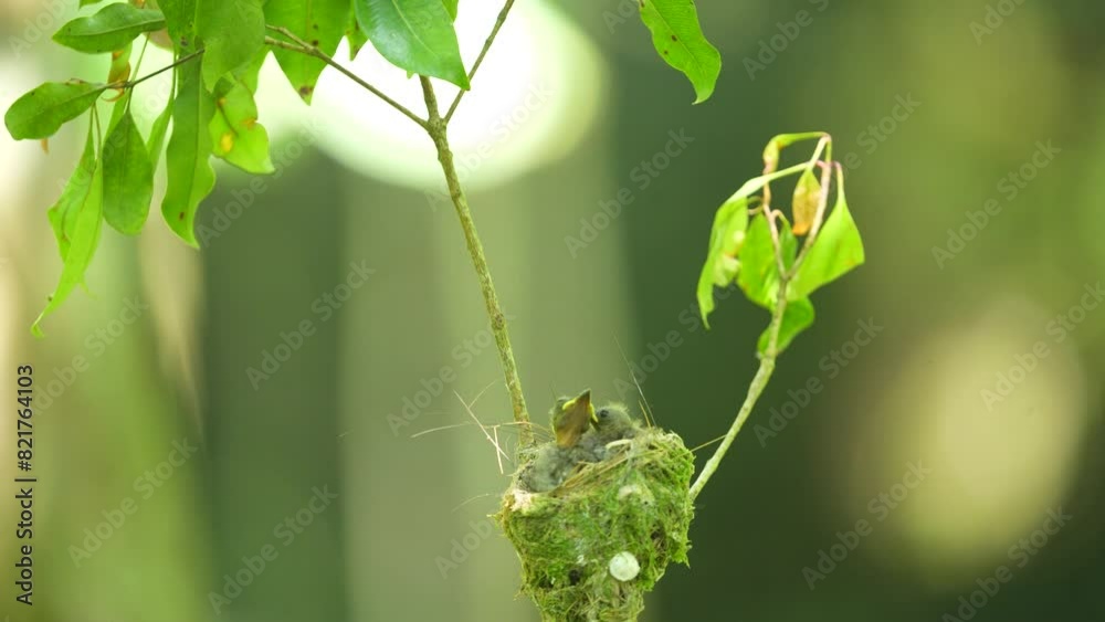 three Black-naped monarch young birds were langushing in their nest among the branches of a tree three Black-naped monarch young birds were langushing in their nest among the branches of a tree