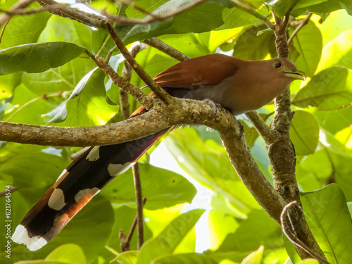 Squirrel Cuckoo Piaya cayana in Costa Rica photo