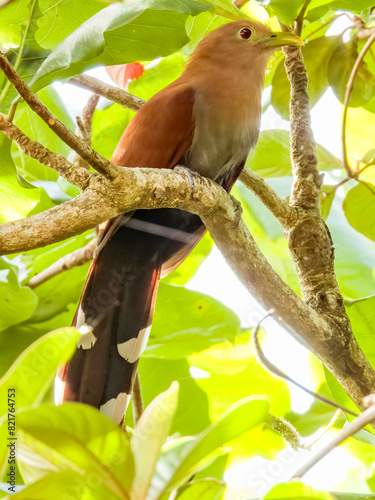 Squirrel Cuckoo Piaya cayana in Costa Rica photo