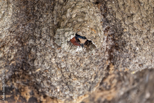 Cliff Swallow in nest
