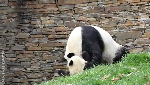 Close up Happy Fluffy Panda, Wolong Giant Panda Nature Reserve, Shenshuping, China photo