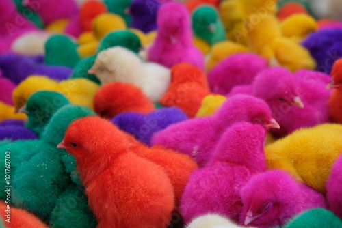 Colorful Funny Little Chicken. chick. pet shop. 