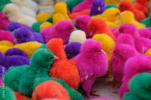 Colorful Funny Little Chicken. chick. pet shop. 