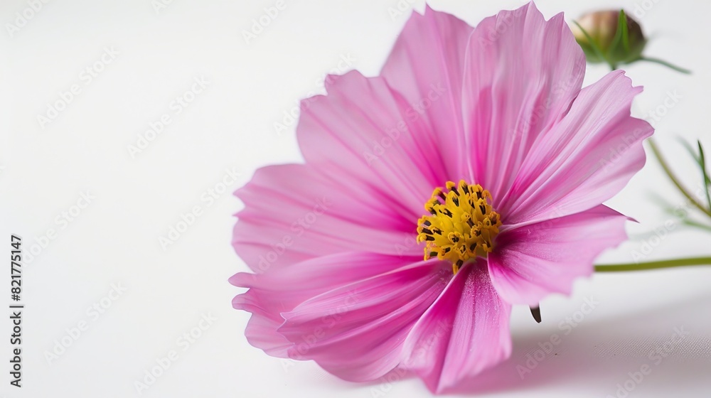 Obraz premium A flower on a white background