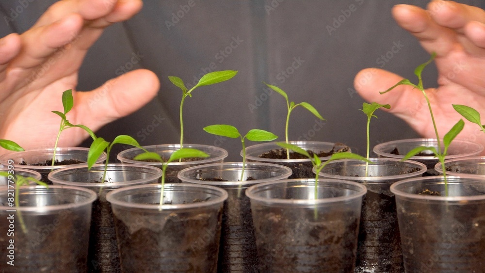 Men's hands protect plants. Seedlings in the dark ground. Seedlings in eraser cups. Gardener. Preparation for sowing. Agro business. Production.