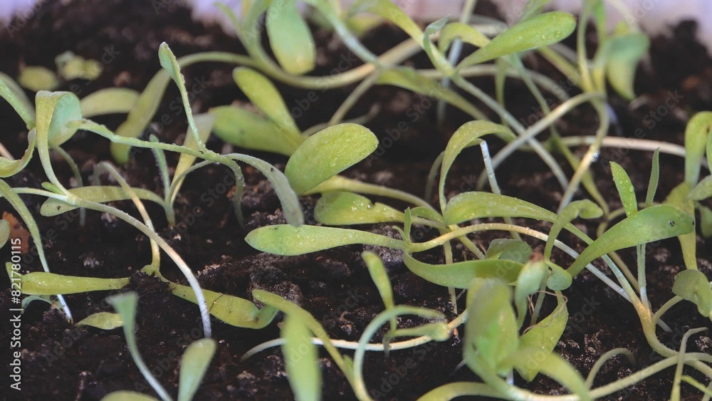 Obraz premium Green seedlings in dark soil. View from above. Large view. Transparent plastic. Laboratory. Genetic engineering. Growing plants.