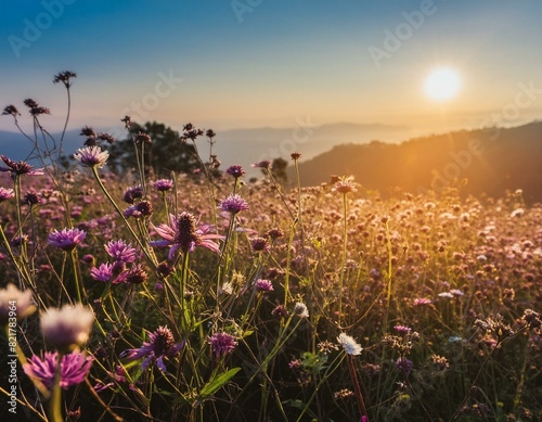 Biodiversität in der Landwirtschaft - Wildblumenwiese mit verschiedenen Blumen - Blumenwiese - Sonne scheint photo