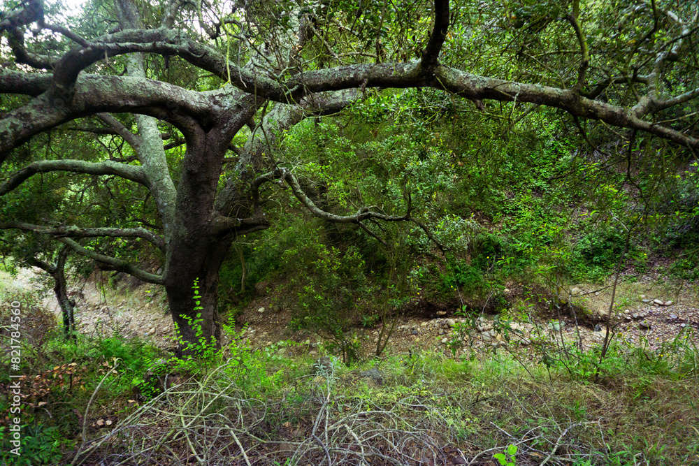 Obraz premium Sendero, bosque con árboles