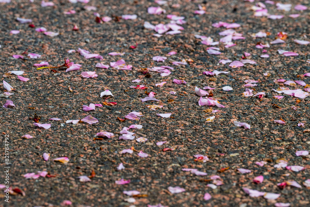 Pink cherry blossom petals on asphalt. Pink cherry blossom petals on asphalt.