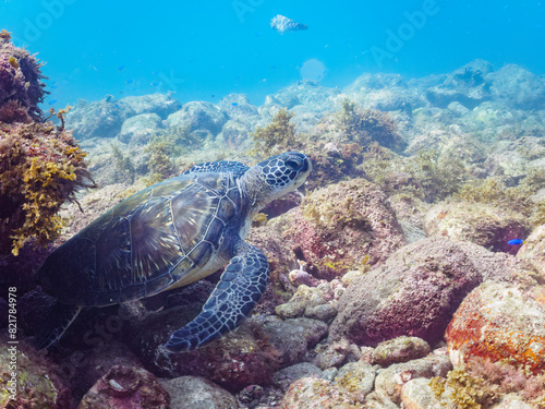                                                                                                                                                                                       2022                       The Beautiful and large green sea turtle  Chelonia mydas  family Turtles .   Hirizohama beach  by ferry from Nakagi  Minami-