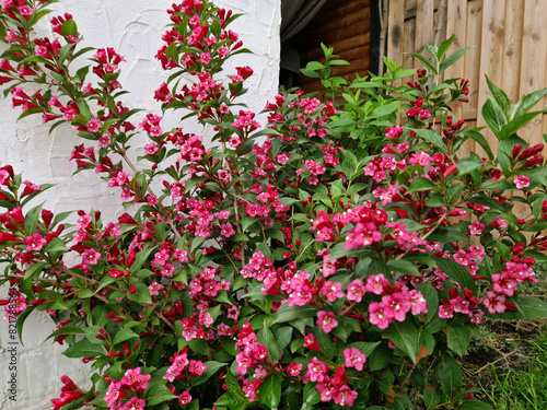 Glockenförmige Blüten des Bristol Ruby Weigelien Strauches