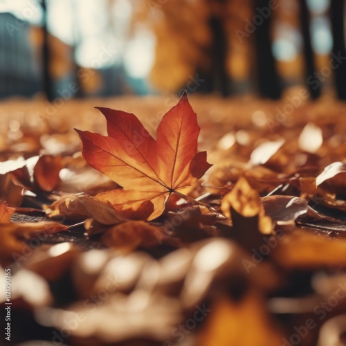 close-up image of autumn leaves lying on the road  blurred background of a cloudy day
