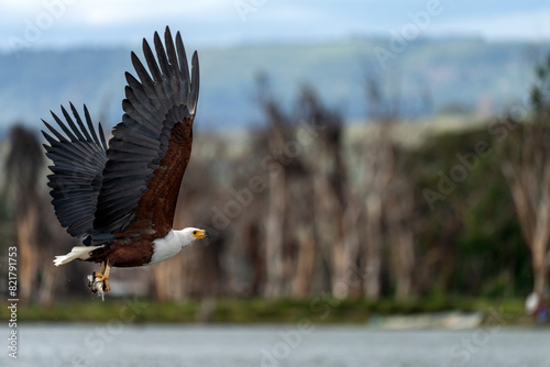 Naivasha national park, fish eagle hunting