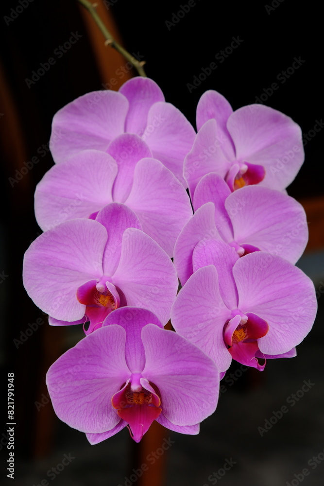 Obraz premium Orchid Bulan or Puspa Pesona is one of Indonesia's national flowers. First discovered by a Dutch botanist, Dr. C.L. Blume. Phalaenopsis amabilis
