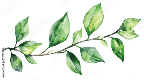 Branch with leaves. Hand painting floral illustration photo