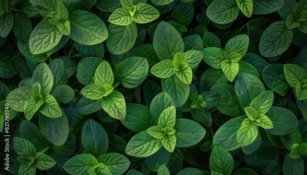 Fresh green mint plant Fresh green mint plant