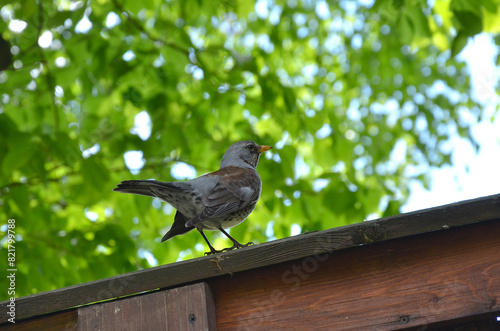 Fieldfare bird (Turdus pilaris) on a wooden fence against spring green leaves sky background. Wild birds wildlife, birds in spring concept. Free copy space.