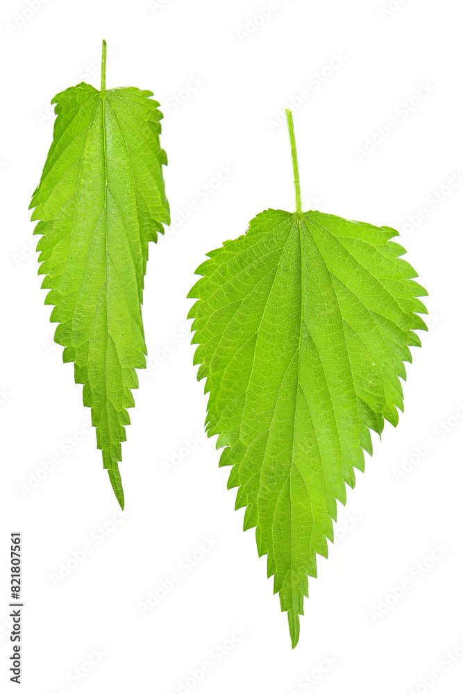 young leaves of nettle isolated on a white background young leaves of nettle isolated on a white background