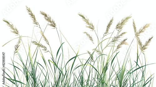 Spear grass. a kind of sharp leafy grass which is oft