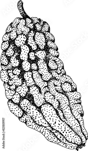 Momordica charantia , hand drawn vector engraving illustration. Alsam pear, Bitter gourd, bitter melon, Balsam apple
