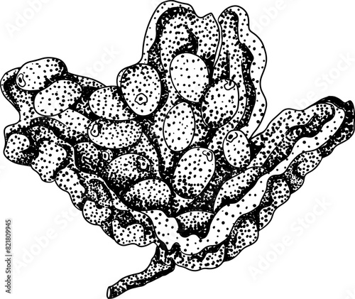 Momordica charantia , hand drawn vector engraving illustration. Alsam pear, Bitter gourd, bitter melon, Balsam apple
