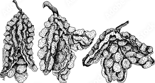 Momordica charantia , hand drawn vector engraving illustration. Alsam pear, Bitter gourd, bitter melon, Balsam apple
