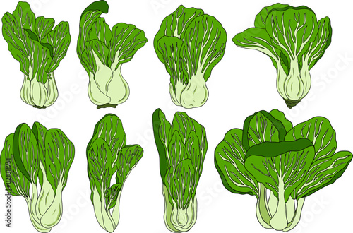 Vector hand drawn illustration of bok choy, Pak choi. Chinese cabbage, for Asian cuisine	