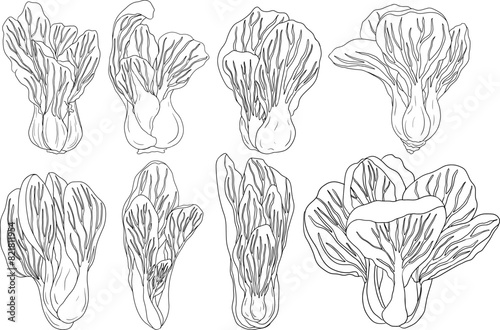 Vector hand drawn illustration of bok choy, Pak choi. Chinese cabbage, for Asian cuisine	