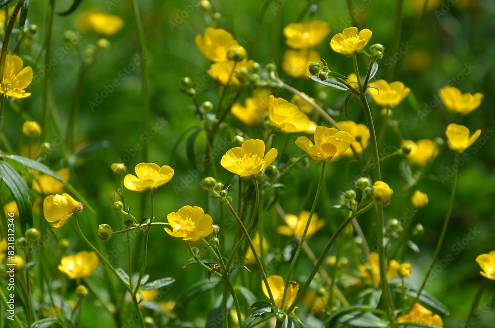 Wild yellow buttercups blooming on a meadow . Family of common buttercup 'Ranunculus' wildflowers . Free copy space. Wild yellow buttercups blooming on a meadow . Family of common buttercup 'Ranunculus' wildflowers . Free copy space.
