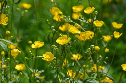 Wild yellow buttercups blooming on a meadow . Family of common buttercup  Ranunculus  wildflowers . Free copy space. 