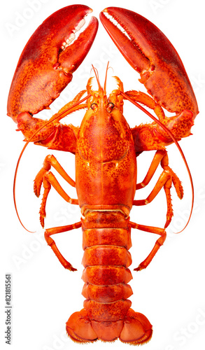 Red Lobster isolated on white, Steam Canadian lobster isolated on white background