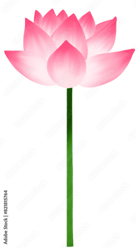Lotus flower in full bloom Lotus flower in full bloom