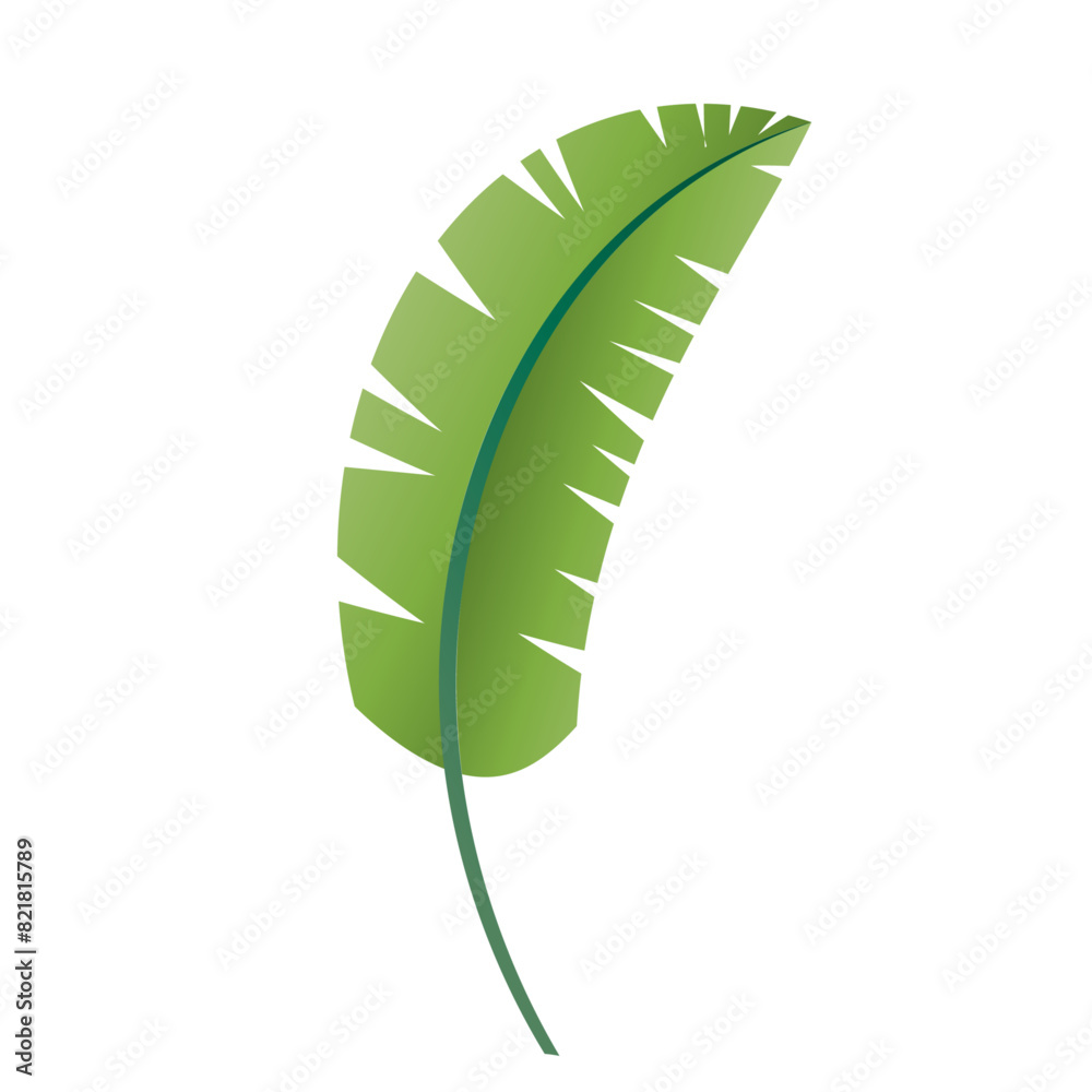 hand drawn palm leave illustration on white hand drawn palm leave illustration on white