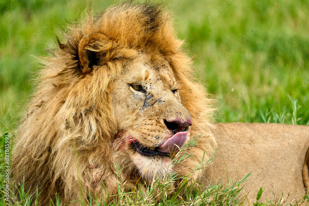 Lion lying satisfied after eating in the savanna Lion lying satisfied after eating in the savanna