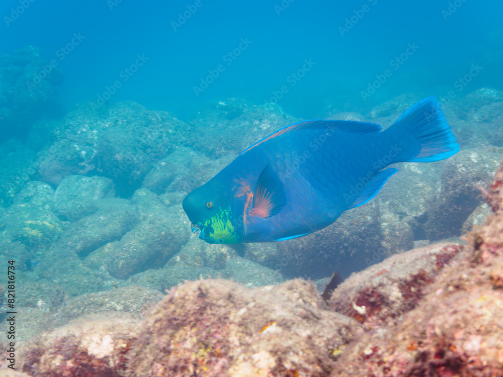 Fototapeta premium 美しく大きなアオブダイ（ブダイ科）。日本国静岡県伊豆半島賀茂郡南伊豆町中木から渡し船で渡るヒリゾ浜にて。 2022年夏水中撮影。The Beautiful and big Knobsnout Parrotfish.Hirizohama beach, by ferry from Nakagi, Minami-Izu-cho, Izu Peninsula, Shizuoka Prefe