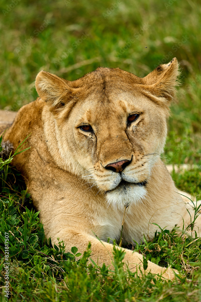 Calm lioness on the grass resting in the savanna Calm lioness on the grass resting in the savanna