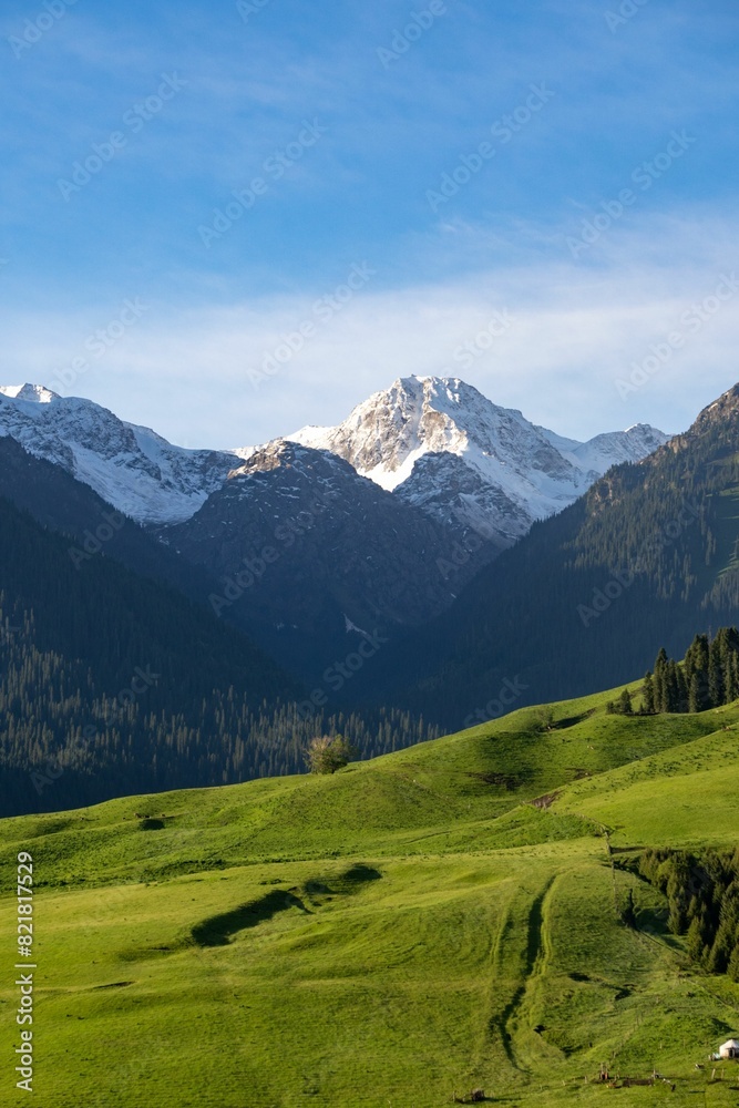 A vertical scenic landscape of green meadows and pine trees against green mountains on a sunny day