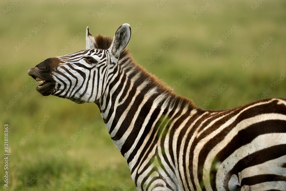 Zebra yawning in the wild in the savanna Zebra yawning in the wild in the savanna