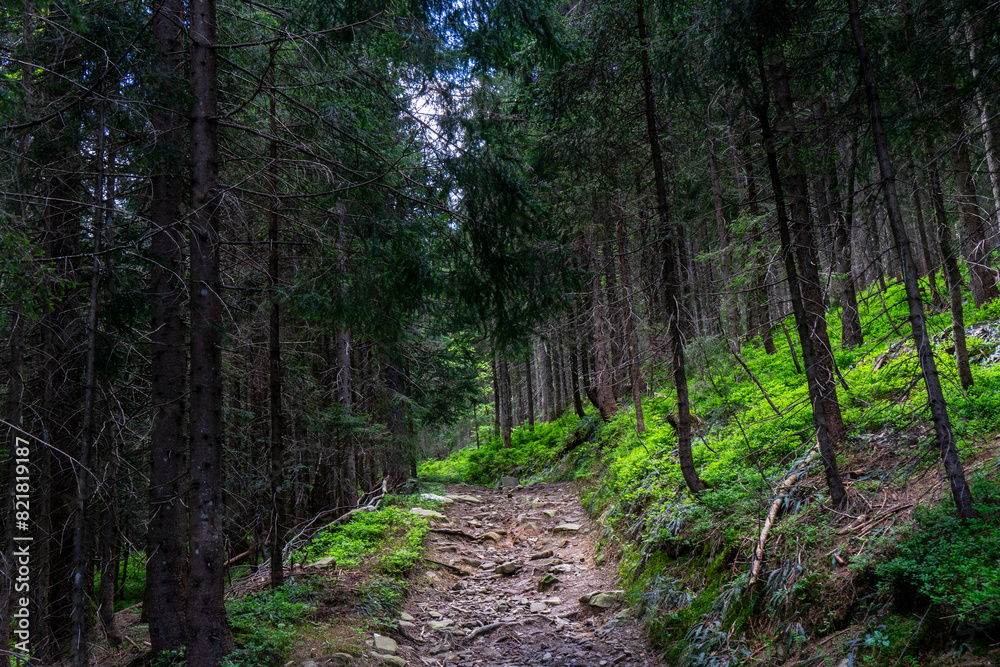 Fototapeta premium path in the forest lined by blueberry bushes in spring